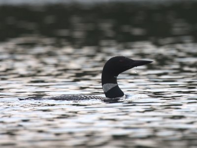 Common Loon