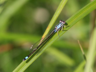 Pacific Forktail