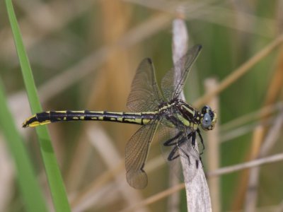 Pronghorn Clubtail