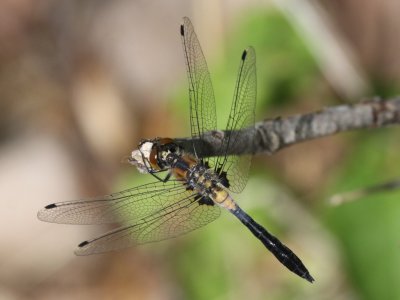 Racket-tailed Emerald