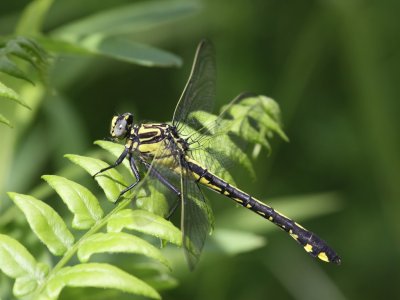 Splendid Clubtail