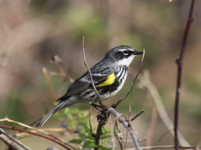 Yellow-rumped Warbler