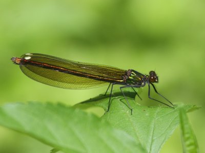 River Jewelwing