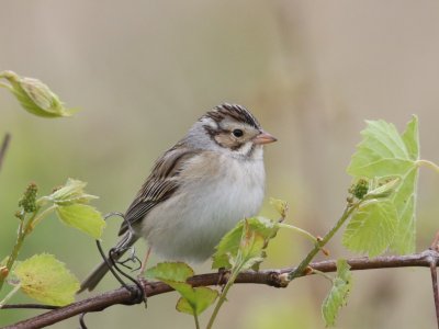 Clay-colored Sparrow