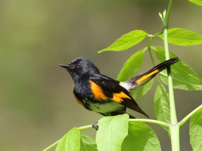 American Redstart