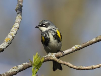 Yellow-rumped Warbler