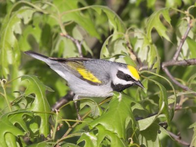 Wood Warblers
