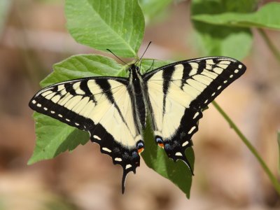 Eastern Tiger Swallowtail