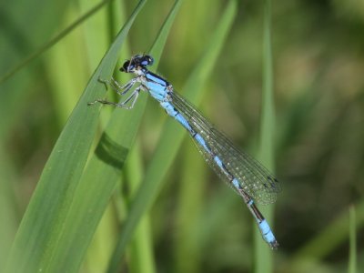 River Bluet