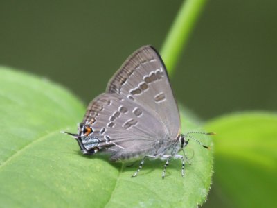 Banded Hairstreak