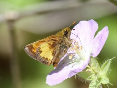 Hobomok Skipper