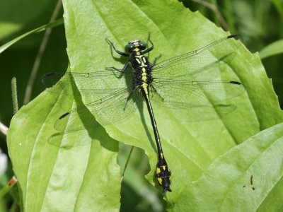 Riverine Clubtail (Male)