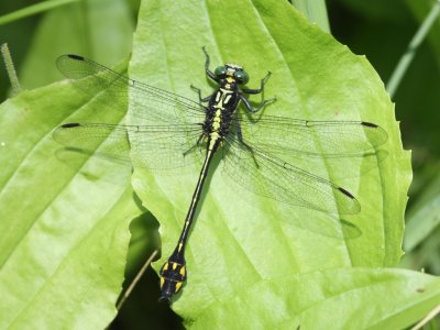 Riverine Clubtail (Male)