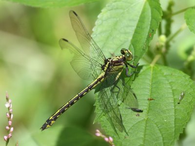 Riverine Clubtail (Female)