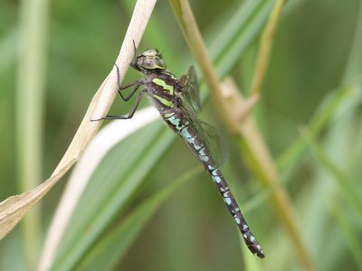 Green-striped Darner (Female)