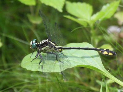 Riverine Clubtail (Mature Male)