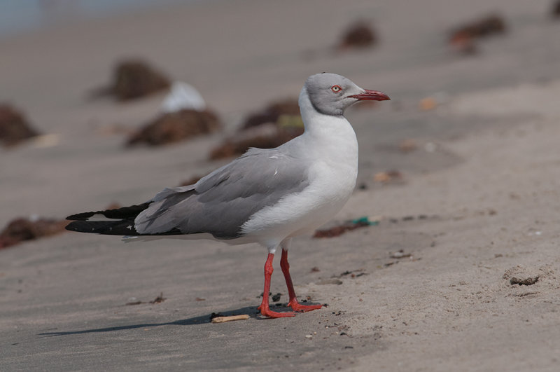 Grey Headed Gull   Gambia