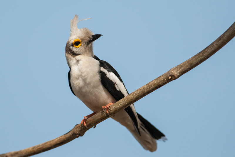 White-crested Helmetshrike   Gambia