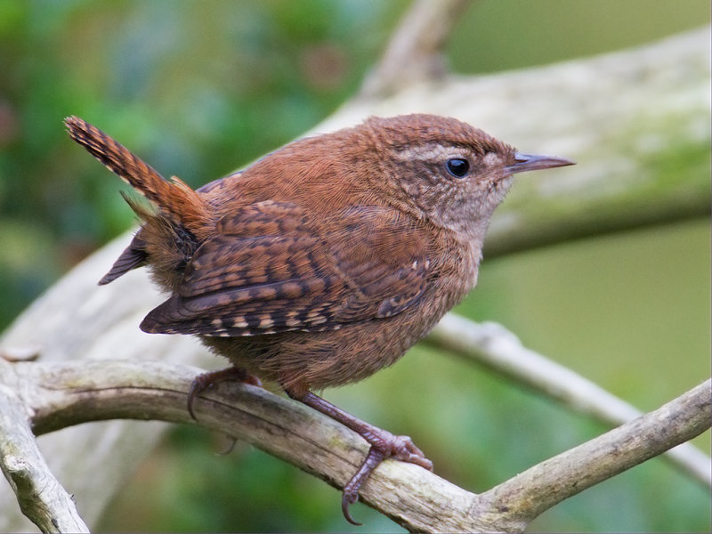 Wren  Wales