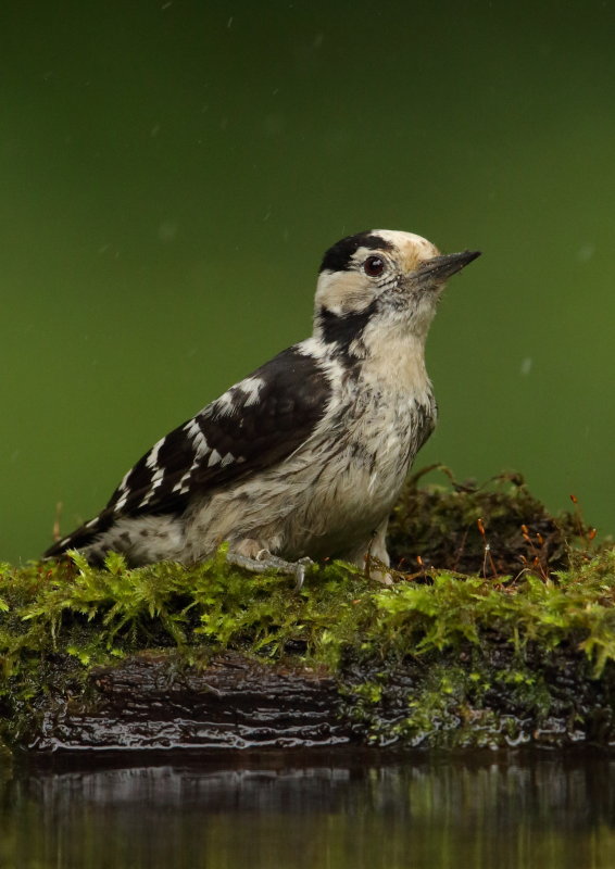 Lesser Spotted Woodpecker  Hortobagy, Hungary