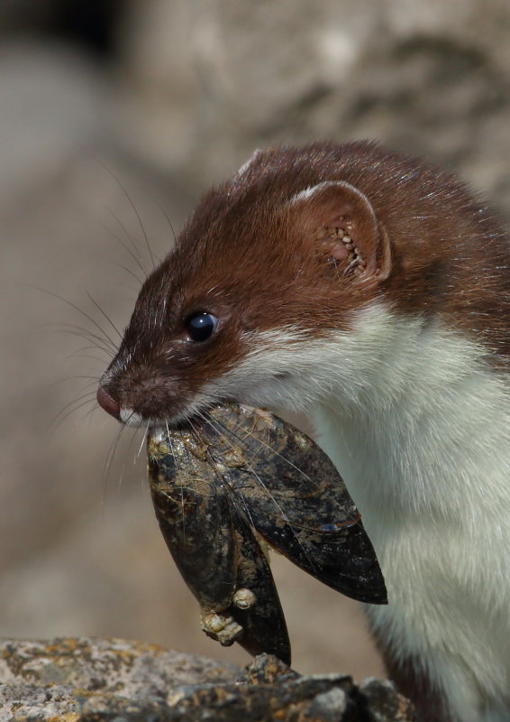 Stoat    Wales