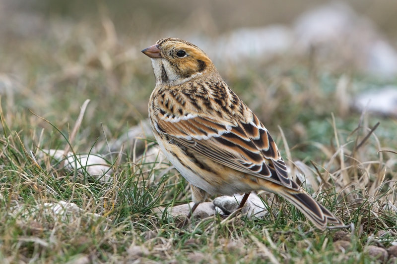 Lapland Bunting   Great Orme,Llandudno