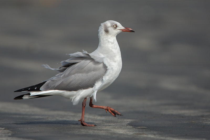 Grey Headed Gull   Gambia