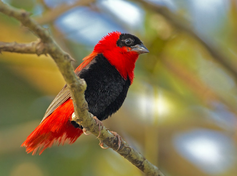 Northern Red Bishop   The Gambia