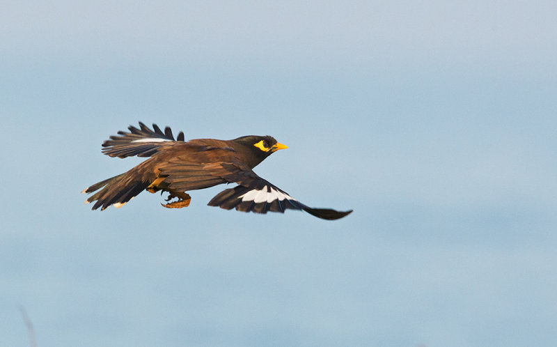 Common Mynah    Sri Lanka 