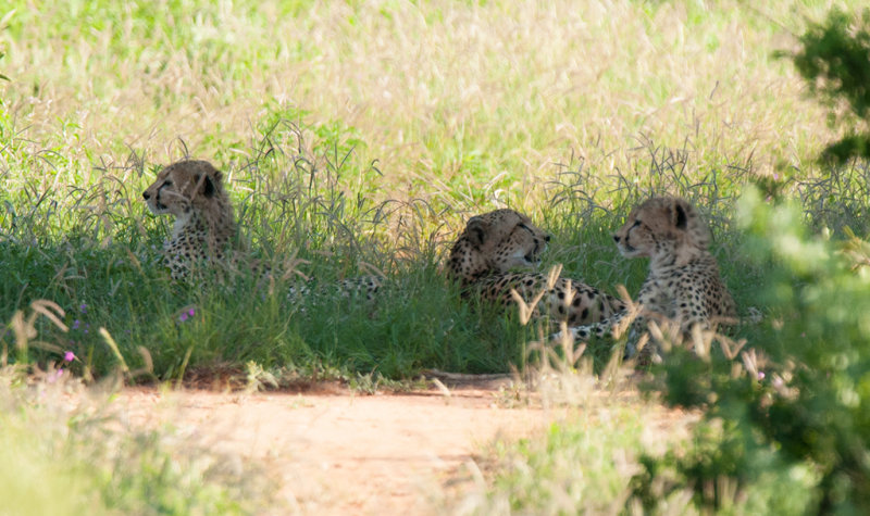 Cheetah   Tsavo East NP Kenya