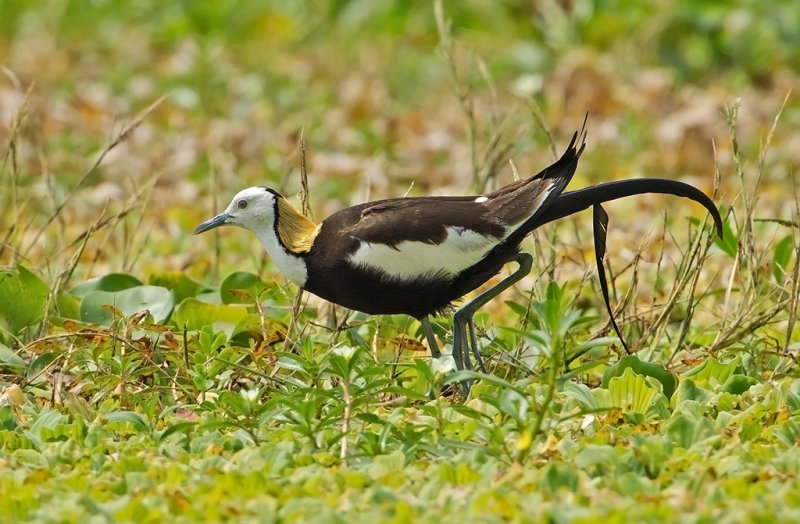 Pheasant-tailed Jacana   Sri Lanka 