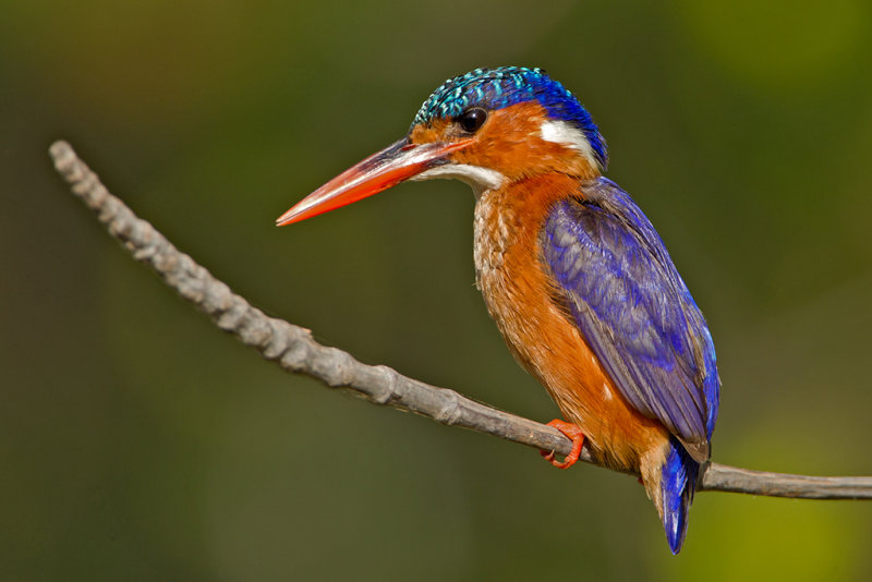 Malachite Kingfisher   Gambia 