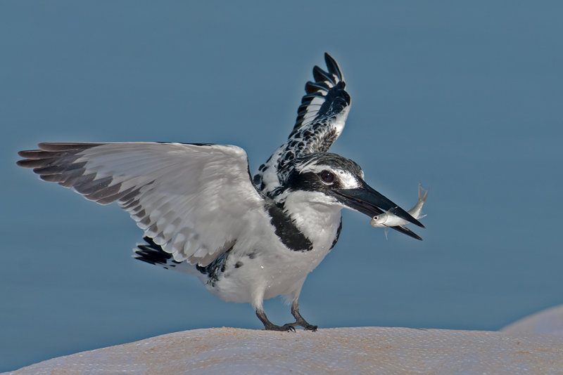 Pied Kingfisher  Gambia 