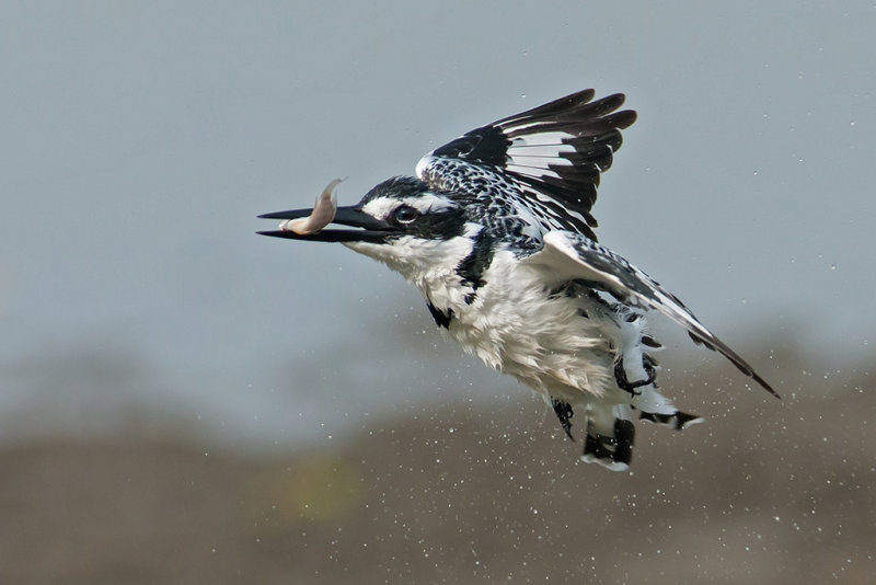 Pied Kingfisher  Gambia