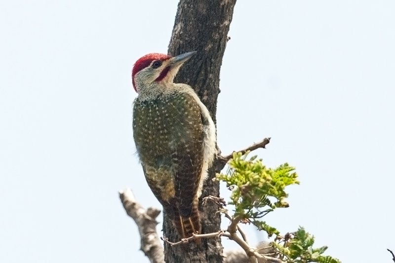 Fine Spotted Woodpecker  Gambia 