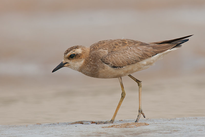 Caspian Plover Goa 