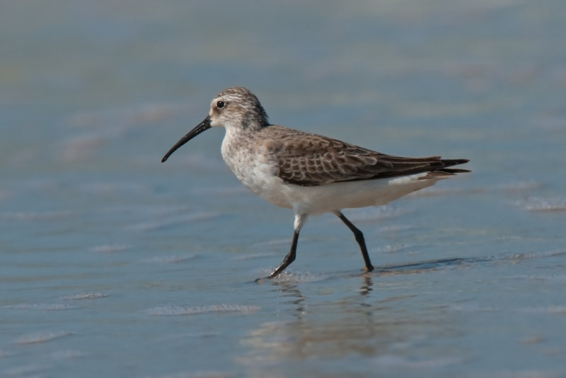 Curlew Sandpiper Goa