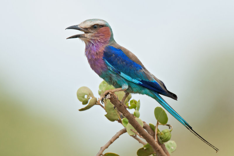 Lilac Breasted Roller Tsavo East NP