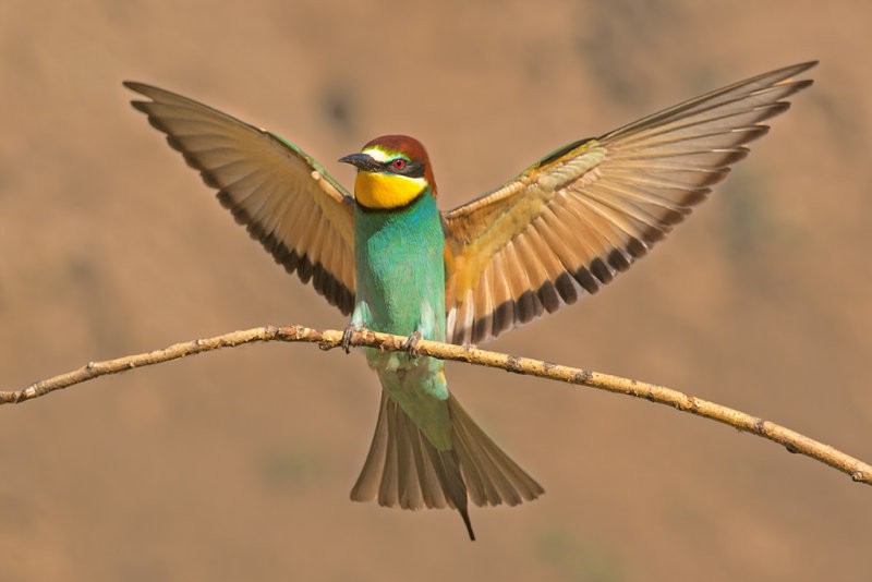 European Bee-eater  Hortobgy N.P.Hungary
