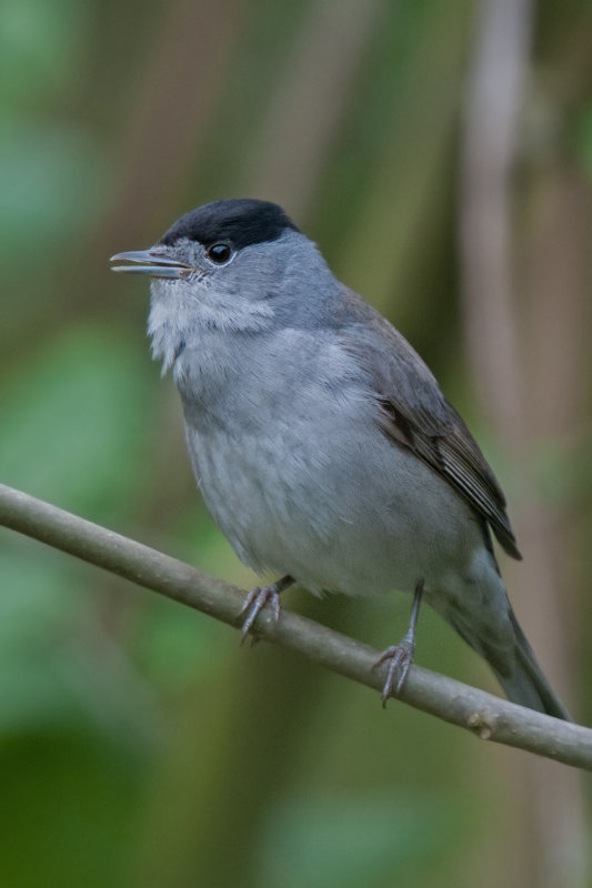 Blackcap Llandudno