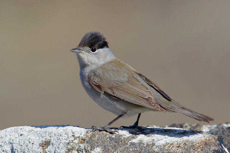 Blackcap Isle of May,Scotland