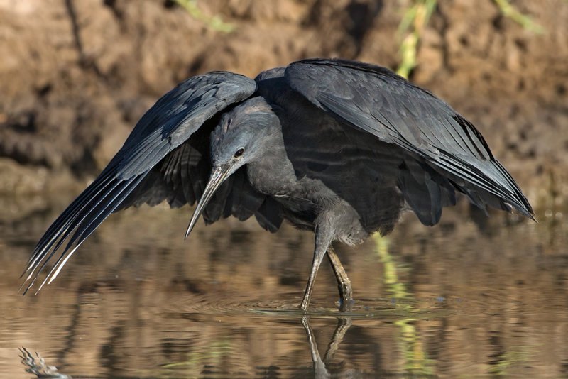 Black Heron  Gambia