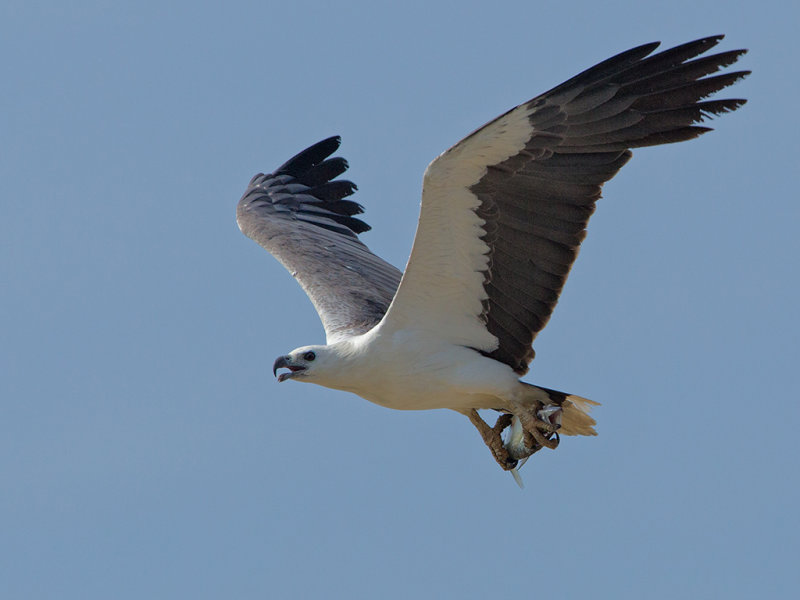 White Bellied Sea Eagle  Sri Lanka