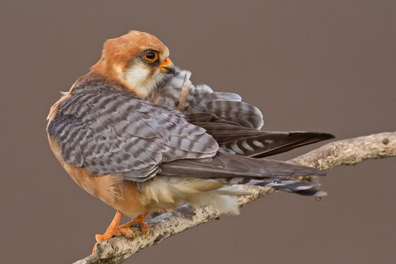 Falcon,Red Footed 