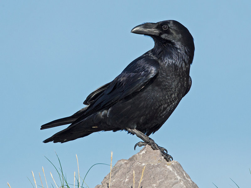 Raven,Common