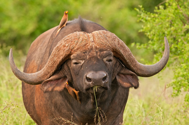 African Buffalo   Tsavo East NP Kenya