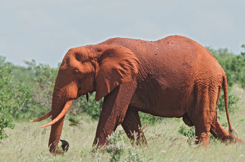 African Elephant    Tsavo East NP Kenya