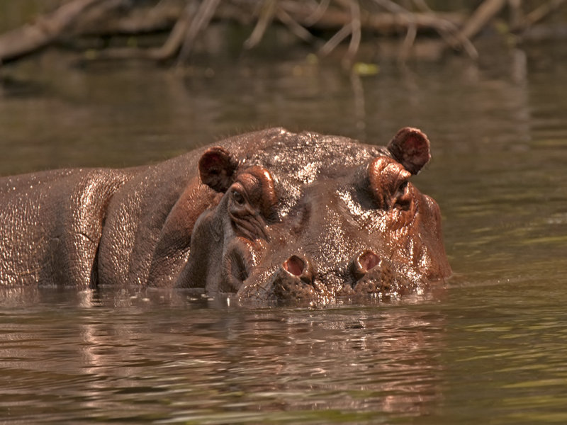 Hippopotomus  Tsavo West NP Kenya