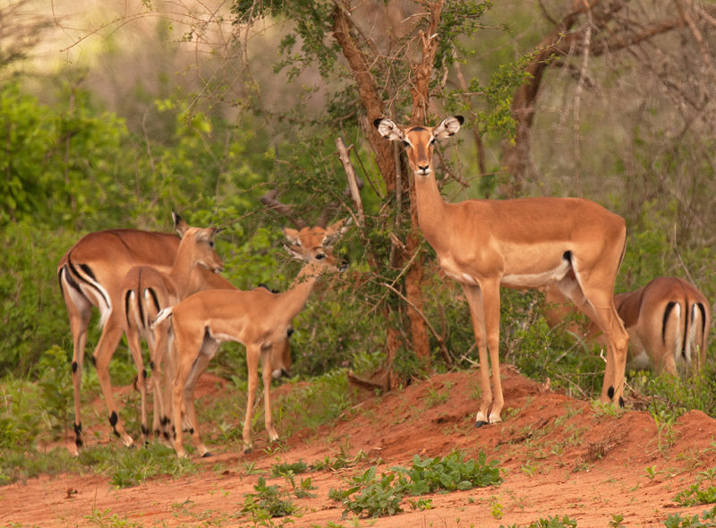 Impala   Tsavo East NP Kenya
