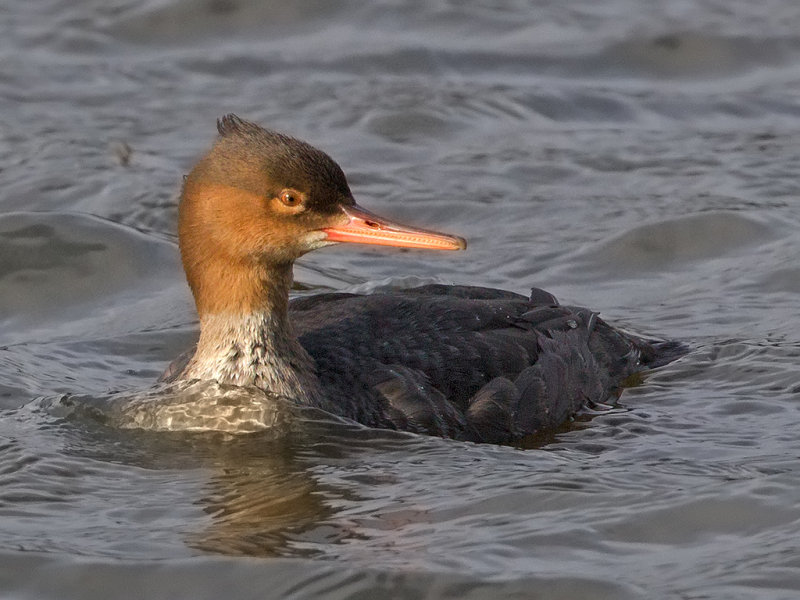 Red-breasted Merganser  Wales